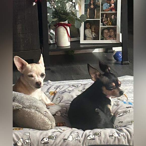 Meet your Posher, Misty - Picture 4 of 4